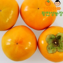 단감아빠 황현성농장 창원 태추단감 5KG, 특대과(13~18과)