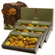 셀러허브 식품 [송일품] 말린 상황버섯 건재 선물 추천 350g 3개, 송일품약용버섯의 국산 명품 상황버섯