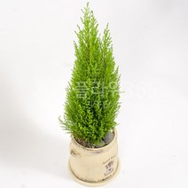 개업화분배송 개업식 화분배달 플라워365, 1개, 17 탁상용율마