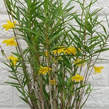 죽도석곡80 - 은은한 향기