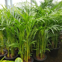 바닐라가든 아레카야자 키 60~80cm 129, 1개