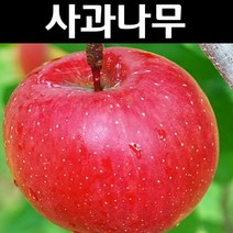 사과/부사후지(미야비) 나무 묘목 접목1년 뿌리묘 1개/유실수/과수