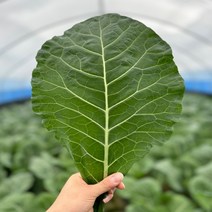 농산물마루 유기농 케일 신선초 1kg / 2kg/ 각 1kg, 4kg