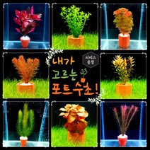 [미초 신상품 리뉴얼] 내가 고르는 포트수초! + 서비스 증정 / 초보자용 어항 수초 / 수초 세트 / 구피 수초, 큰 포트, 03. 하이그로필라 로잔네르비스