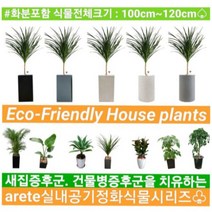 없음 [반값화분] MAIN-대형드라코130(드라세나) 직접배송 축하화분 개업화분 거실화분 카페화분 인테리어화분 아레카야자 극락조 알로카시아 파키라 고무나무, 사각화이트