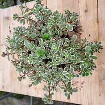 오색기린초 대품 15cm 화분 노지월동 선별 발송, 1개