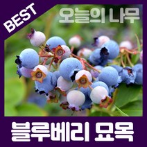 합리적 가격의 우수한 블루베리묘목(레카 M7 블루클랍 스타(남부종) 블루크럽 등), 블루레이 삽목2년생