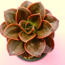 몰라코 키우기 물이 들면 예뻐지는 다육식물 랜덤