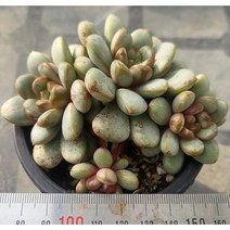 (보나다육) 홍포도 적심군생 다육 ㅡ 예쁜 국민 다육이 키우기