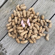 23년 지금수확중 국내산 삶아먹는 햇 생 땅콩 피땅콩 물땅콩, 1개, 1kg