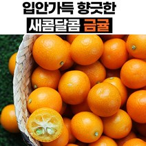 한입에 먹는 금귤 낑깡 생과 1kg 500g 국내산, 3kg