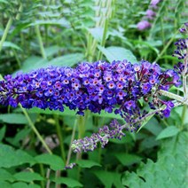 꽃모종]붓들레아-엠파이어 딥블루 : 10cm분/2개 Q847