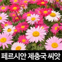 페르시안 제충국 씨앗 제충국씨앗 꽃씨 꽃 종자 50알