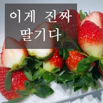 옳음 고당도 논산 설향 생딸기 산지직송 900g gap인증, 설향/특(4호)/30구/900g/일반포장