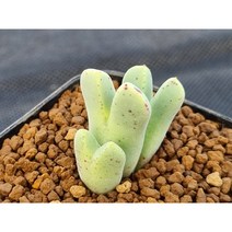 블랜덤 백화(s1219)