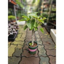 플랜츠펙토리 휘커스움베르타 왕목대 분재형 45-70cm 169, 1개