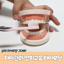치아관리 양치교육 치아모형치아틀 이빨모형 구강모형 양치치아모형 치아모형교구, 치아관리 양치교육 치아모형