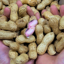 [고소한맛] 국산 예천 햇 땅콩 생땅콩 피땅콩 흙땅콩 1kg 2kg 3kg 4kg 5kg 500g, 피땅콩 1kg, 1개