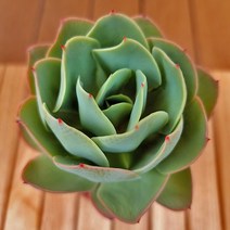비취후리데 키우기 쉬운 실내 다육식물 화분포함1-90랜덤, 단품