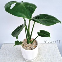 플라워석 몬스테라 35cm 고급세라믹도자기화분 선물가능 인테리어 플랜테리어 키우기쉬운 공기정화식물 반려식물 예쁜식물 화분