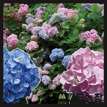 (나무농장) 수국 엔들레스썸머 오리지널 15cm 포트