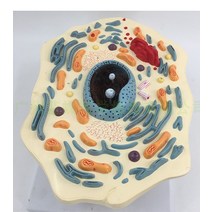 동물 식물 세포 모형 생물학 교육용 실습 표본 구조