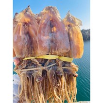 [오징어유통기한임박] 동해안 건조 마른 오징어 1kg (20미) 당일배송