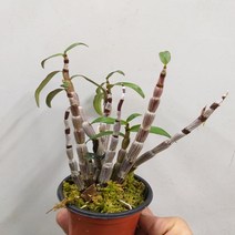 행복한꽃순이 사자성석곡