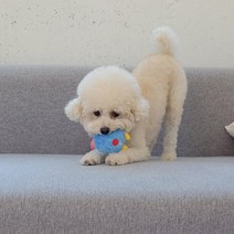아기강아지장난감 소형견 애착인형 삑삑이 바닐린향 장난감, 1개, 랜덤발송