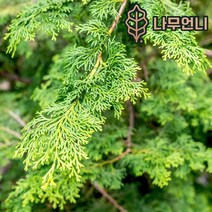 편백나무 실생2년생 실생3년생 5개세트 나무언니, 편백나무 실생3년생(5개세트)