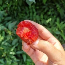 영천 노지 플럼코트 2kg 중대과 20~28과, 1, 본상품선택