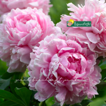 겹작약 [1포트] 사라버나드 핑크 (복남이네 야생화 모종 사라 번하트 peony)