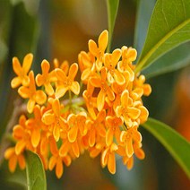 충주원예조경 금목서 삽목2년(뿌리묘)*5주묶음, 주