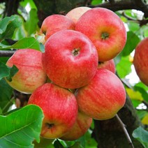 리서스원예 사과나무 미니사과 나무 묘목 결실주 R3, 미니사과 결실주R3