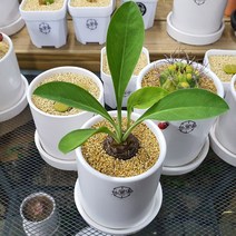 철갑환(Euphorbia bupleurifolia) baby 솔방울 모양의 아프리카 식물