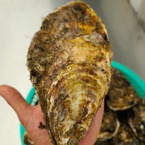 프레시퍼스트 산지직송 통영석화 각굴 삼배체굴 특대왕굴, 삼배체석화5kg, 1개