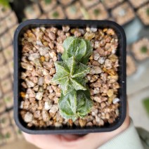 [보금이다육] 돌기난봉옥(3두) - 102, 1개