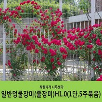 착한가격 나무생각 일반덩쿨장미모음, 999개, 일반덩쿨장미(개화주)H1.0(1단5주묶음)