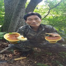 야생자연산 영지버섯절편(200g), 200g, 1개