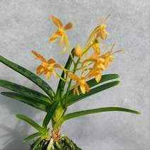 주황화 풍란 색화 소엽 풍란 풍난 부귀란, 1개