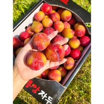 김천자두 대석 포모사 추희자두 왕 자두 후무사자두 2.5KG 5KG, 추희자두 2.5KG, 1개