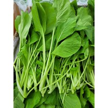 베트남 야채 까이옥 광동 국내재배 베트남 채소 동남아시아야채 까이옥 1kg