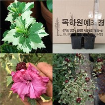 목하원예조경 신품종 무궁화나무 묘목 겹꽃 무늬종 (퍼류리어스 바리가투스) 포트묘
