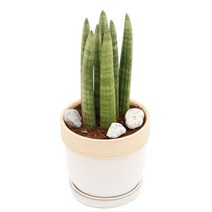 아침향기 공기정화식물 도토리화분 40종, 스투키7촉, 도토리 화이트