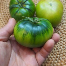 부산 대저토마토 짭짤이 못난이 2.5kg-5kg 산지직송, <인증>짭짤이토마토 로얄과 2.5kg S-3S” class=”wr-img”></a></div>
</p></div>
</p></div>
</p></div>
<div class=