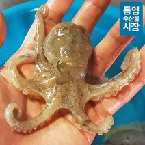 [통영수산물시장] 자연산 활 주꾸미(생물) 1kg / 15미내외