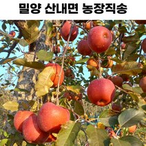 [산지직송]밀양 얼음골 사과 GAP인증 정품과, 10kg 중대과 30과(선물용 추천)
