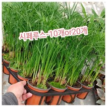 시페루스 10개 20개/수생식물인 파피루스와 모습이 비슷하죠﻿, 20개