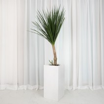 드라코 중대형 집들이 선물 카페식물 개업축하화분 신혼집 거실화분인테리어 배달, 12.드라코+05.회색 원통형, 12.드라코, 05.회색 원통형