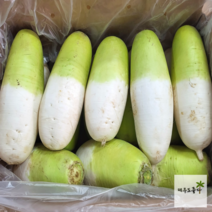 국내산 제주 월동무 세척무 제주 무 5kg 10kg 20kg, 제주 월동무 10kg